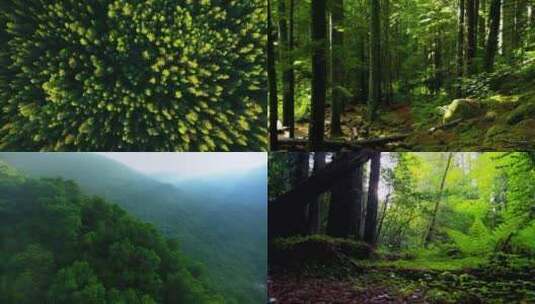 大自然绿色森林高清在线视频素材下载