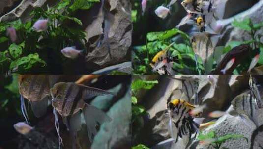 水族馆热带鱼神仙鱼高清在线视频素材下载