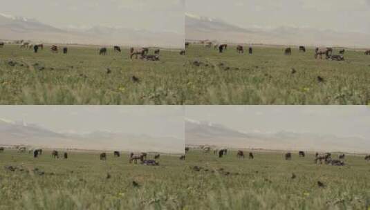 雪山下面的草原上羊在吃草高清在线视频素材下载