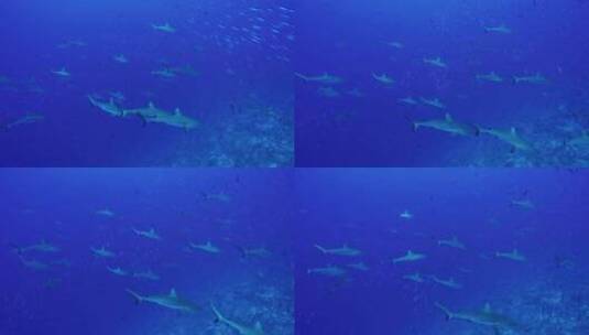 海洋生物大海鱼群高清在线视频素材下载