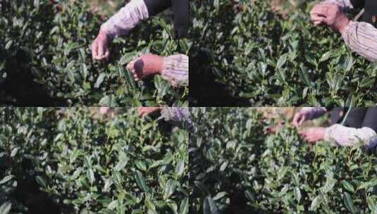 农户 农民 采茶 头采 明前茶高清在线视频素材下载