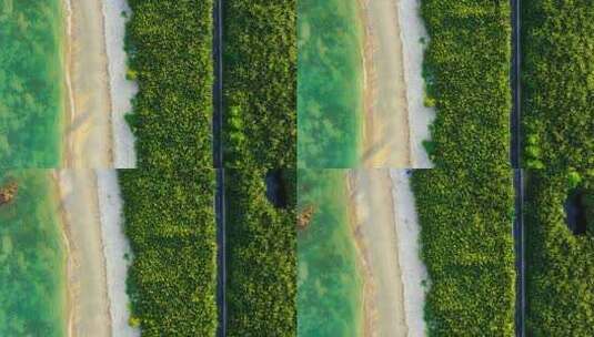 4K航拍海南博鳌红石滩海边椰林公路高清在线视频素材下载