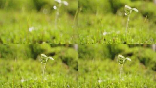 夏日 草地 阳光 苔藓2高清在线视频素材下载