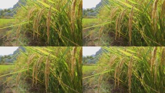 稻谷 稻谷丰收 水稻 生长中的水稻高清在线视频素材下载