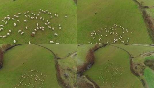 乡村农田绿色牧场上的绵羊高清在线视频素材下载