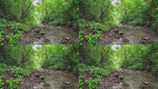 航拍西双版纳雨林风景茂密丛林高清在线视频素材下载