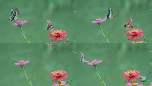 花丛蝴蝶飞舞高清在线视频素材下载