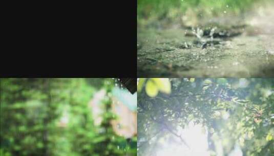 唯美雨景树叶光影小草露水视频素材高清在线视频素材下载