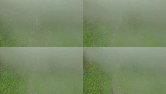 航拍云雾缭绕的川西巴朗山垭口高山牧场羊群高清在线视频素材下载