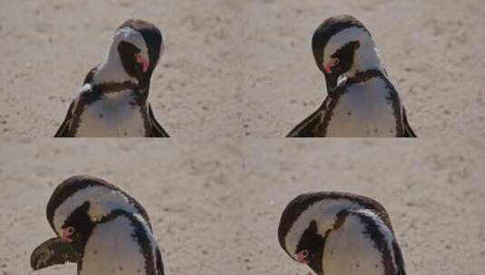 海滩上的企鹅特写高清在线视频素材下载