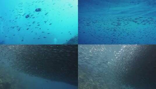 【合集】鱼群 海洋 深海鱼群  鱼群环绕高清在线视频素材下载
