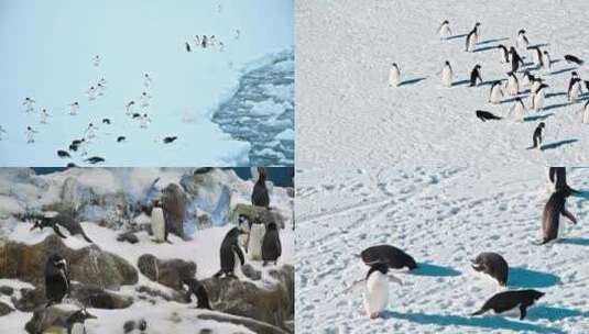 【合集】企鹅 帝企鹅 南极企鹅高清在线视频素材下载