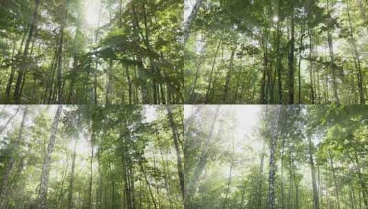 阳光穿过树林高清在线视频素材下载
