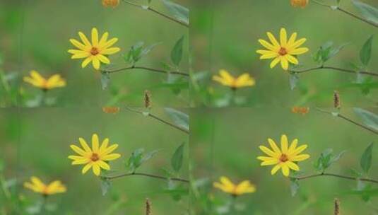一朵在微风中飘扬的小黄花高清在线视频素材下载