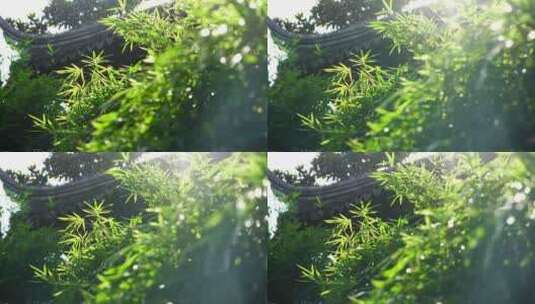阳光下江南园林竹子竹叶竹林阳光光影和意境高清在线视频素材下载