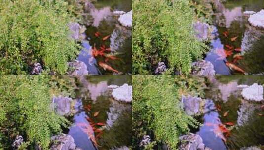 锦鲤在清澈的池塘游泳慢镜头高清在线视频素材下载
