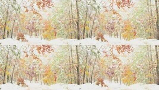 冬天下雪雪花飘落在树林里高清在线视频素材下载