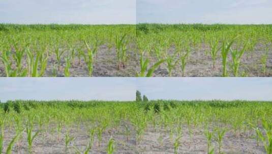 玉米地种植业粮食高清在线视频素材下载