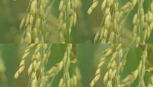 水稻穗五常大米丰收 微距特写高清在线视频素材下载
