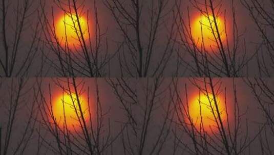 秋天冬天夕阳太阳日落树枝剪影高清在线视频素材下载