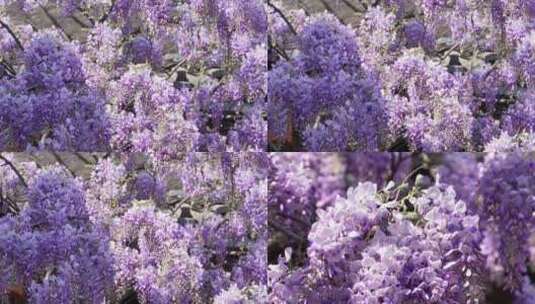 紫藤萝开花合集高清在线视频素材下载