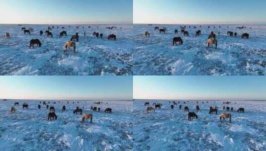 航拍呼伦贝尔冬季草原马群-123高清在线视频素材下载