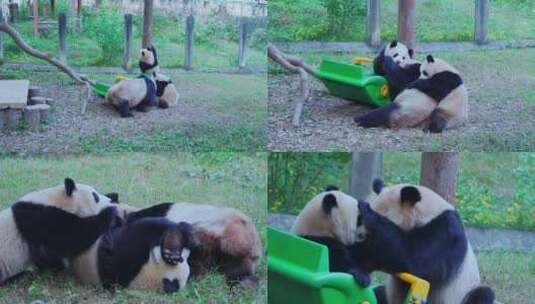 动物园大熊猫打架视频合集高清在线视频素材下载