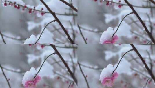 冬季下雪红梅花盛开红梅傲雪高清在线视频素材下载