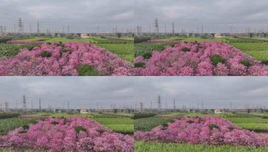 中国广东省广东省广州市南沙马克村紫花风铃高清在线视频素材下载