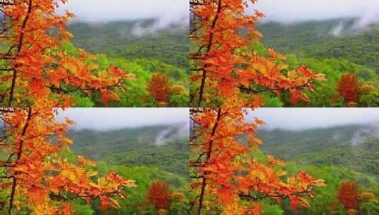 秋天红叶为前景的森林风光高清在线视频素材下载