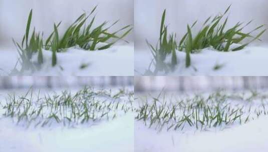 雪地里的冬季农作物小麦高清在线视频素材下载