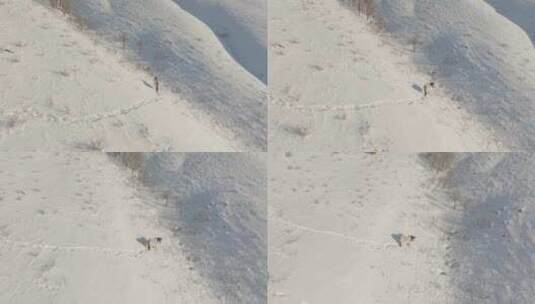 雪原山坡上一匹蒙古马高清在线视频素材下载