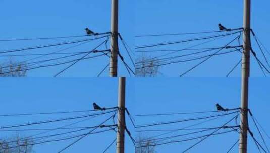 电线上的乌鸦高清在线视频素材下载