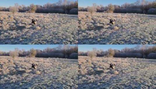狗狗在清晨下霜的草地上玩耍高清在线视频素材下载