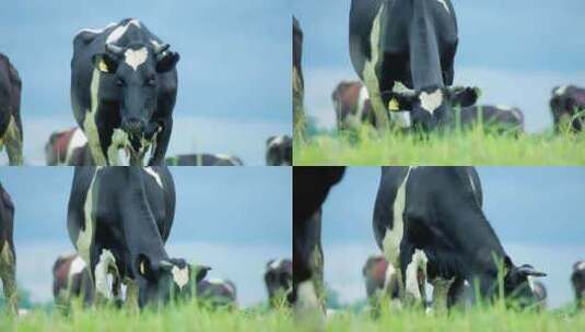 草原牧场牛吃草高清在线视频素材下载