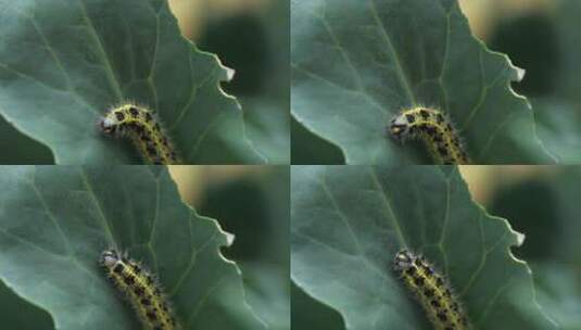 虫子吃叶子高清在线视频素材下载
