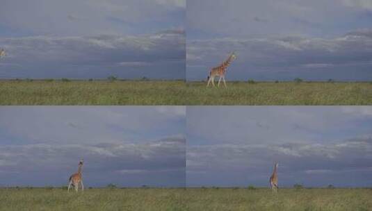 野生长颈鹿高清在线视频素材下载