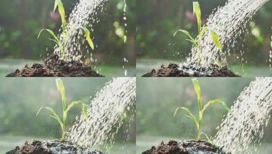 用手给土壤中的玉米苗浇水高清在线视频素材下载