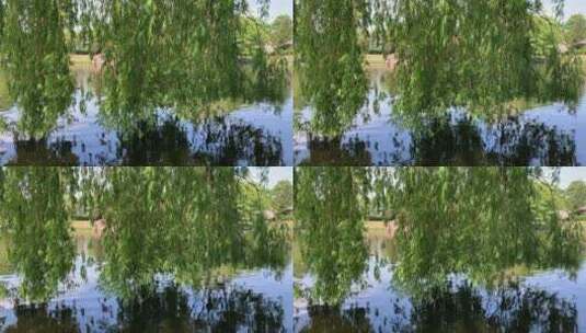 树叶垂在湖面上高清在线视频素材下载