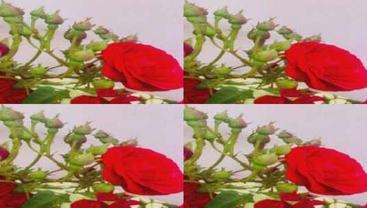 盛开的玫瑰花蕾高清在线视频素材下载