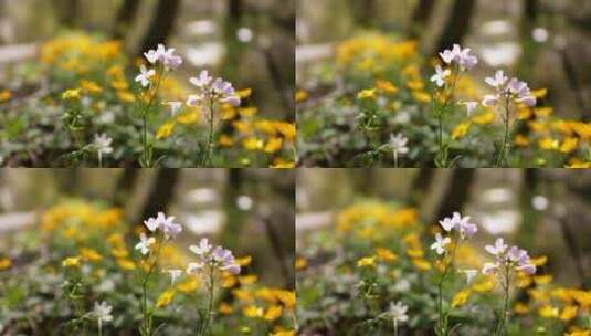 花园里盛开的花特写高清在线视频素材下载