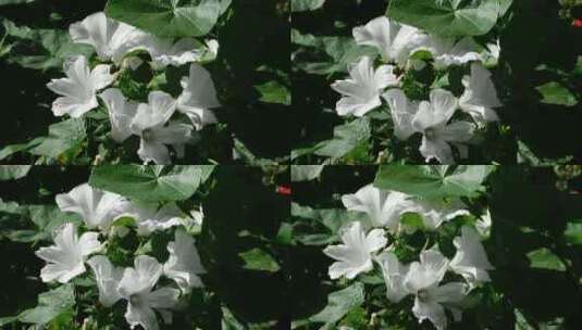 美丽的白花盛开高清在线视频素材下载
