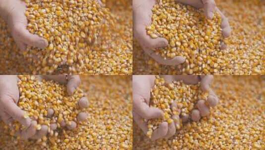 农民双手捧起玉米特写高清在线视频素材下载