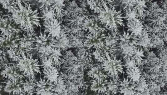 冬天雪白的森林高清在线视频素材下载