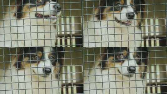 关在笼子里的澳大利亚牧羊犬高清在线视频素材下载