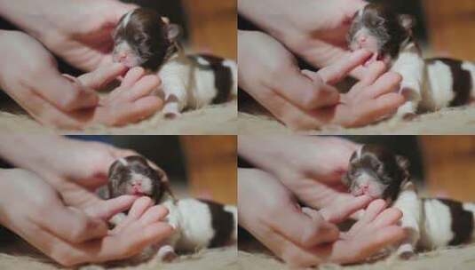 新生的小狗吮吸着手指高清在线视频素材下载