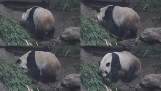 游客参观动物园里的大熊猫高清在线视频素材下载