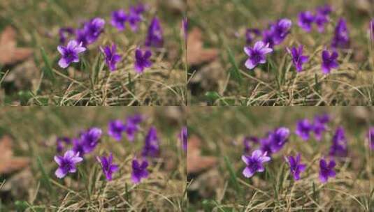 4K花草素材——紫花地丁高清在线视频素材下载