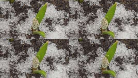 春天雪地里长出的花朵高清在线视频素材下载