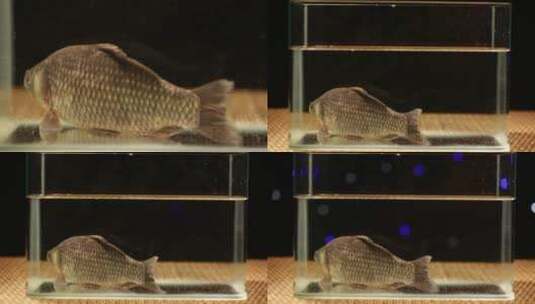 鱼缸里游动的鲫鱼高清在线视频素材下载